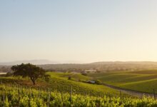 Photo of Калифорнийские виноградники: дегустация и отдых