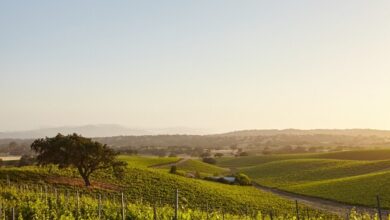Photo of Калифорнийские виноградники: дегустация и отдых