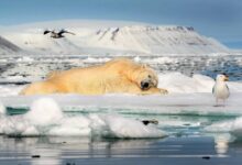 Photo of Антарктика: белый континент